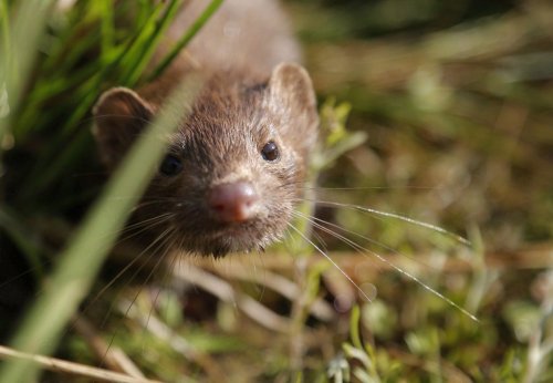 A mink sniffs the air as he surveys the river beach in search of food, in meadow near the village of Khatenchitsy, 65 kilometres northwest of Minsk, Belarus on Sept. 4, 2015. THE CANADIAN PRESS/AP, Sergei Grits MANDATORY CREDIT
