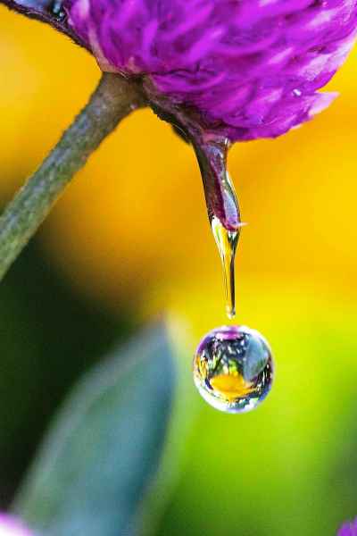 MIKAELA MACKENZIE / FREE PRESS
	
A drop of water drips off a gomphrena flower in the boulevard plantings at Roblin and Moray on Thursday, Aug. 14, 2025.

For photo page.
Winnipeg Free Press 2025