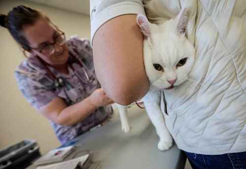 JOHN WOODS / FREE PRESS
Veterinarian technologist Elizabeth Greber vaccinates a cat  at a free vaccination clinic for dogs and cats at the Valour Community Centre Sunday, September 28, 2025. The Winnipeg Humane Society, Veterinarians Without Borders North America and Feed The Furbabies Canada hosted the clinic to mark World Rabies Day.

Reporter: standup