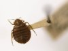 A bedbug is displayed at the Smithsonian Museum in Washington, D.C. on March 30, 2011. (AP Photo/Carolyn Kaster, File)