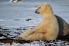 Clive Jackson/File
                                A polar bear near Churchill. Polar bears can’t speak for themselves, but Canadians can advocate for a conservation area on their behalf.