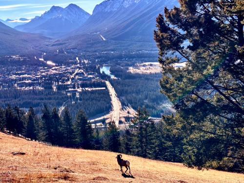 Banff and a bighorn await more snow.
