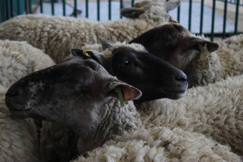 MATTHEW FRANK / THE CARILLON
                                Three sheep waiting to be sheared. Thinking local? Think wool for warmth.