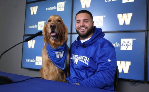 Ruth Bonneville / Free Press
                                Winnipeg Blue Bombers running back Brady Oliveira after signing a three-year contract extension through the 2028 Canadian Football League season at the media conference Tuesday with Gunnar, his 6-year-old Golden Retriever, one of his 3 dogs, who joined him behind the podium during the press conference at the Princess Auto Stadium.