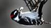 phil hossack / free press FILEs
                                A downy woodpecker helps itself to a piece of suet at a feeding station. North American urban birds face a legion of threats, from cats to window glass.