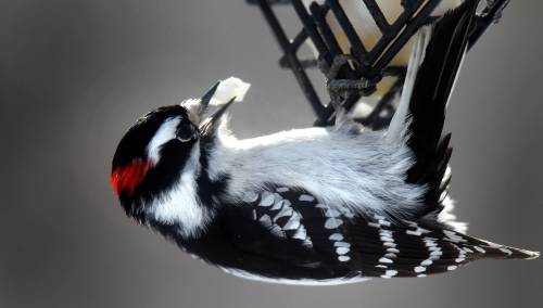 phil hossack / free press FILEs
                                A downy woodpecker helps itself to a piece of suet at a feeding station. North American urban birds face a legion of threats, from cats to window glass.