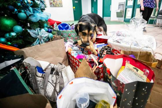 Animal Services pup Erwin checks out the gifts from Dumbledogs. (Mikaela MacKenzie / Free Press)