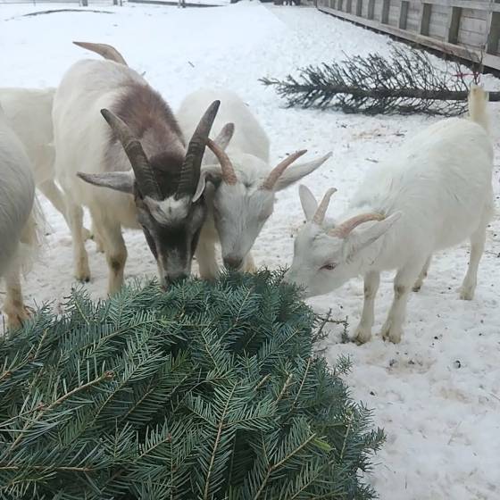 Goats at Aurora Farms munch on Christmas trees. (Supplied)
