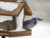 A Blue Jay eats from a bird feeder as snow falls near Cremona, Alta., Sunday, Oct. 12, 2025. Alberta got it's first snowfall of the season and is experiencing the coldest Thanksgiving in decades. THE CANADIAN PRESS/Jeff McIntosh