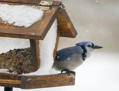 A Blue Jay eats from a bird feeder as snow falls near Cremona, Alta., Sunday, Oct. 12, 2025. Alberta got it's first snowfall of the season and is experiencing the coldest Thanksgiving in decades. THE CANADIAN PRESS/Jeff McIntosh
