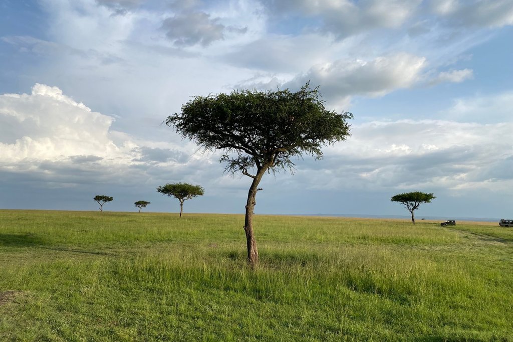 Kenya’s environment court to consider a claim that a lux safari camp was harming wildebeests routes