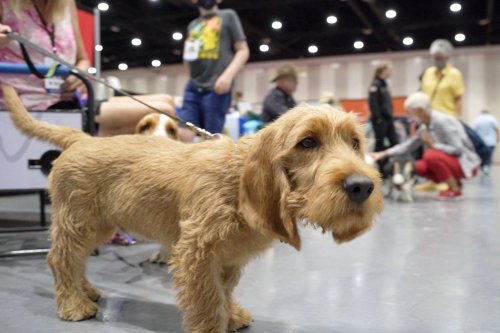 A Basset Fauve De Bretagne stands for photographs during a Meet the Breeds event February 22, 2022 in San Diego. (David Woo/American Kennel Club via AP)