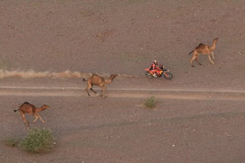 Rider Daniel Sanders drives beside camels during the second stage of the Dakar Rally between Yanbu and Alula, Saudi Arabia, Monday, Jan. 5, 2026. (AP Photo/Thibault Camus)