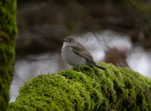 Birders are gathering in Vancouver on Sunday to catch a glimpse of a bird that has never been seen in Canada. The taiga flycatcher, seen in the handout photo, is being reported for the first time in Canada. THE CANADIAN PRESS/Handout — Ethan Moon (Mandatory Credit)
