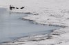Canada geese sit on the edge of a large sheet of ice on the Red River just south of Winnipeg, Thursday, April 17, 2014. THE CANADIAN PRESS/John Woods