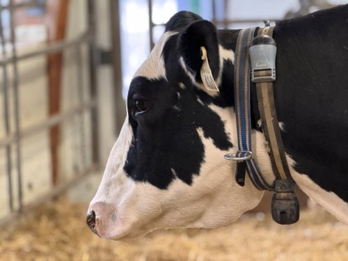 A cow wearing a recorder and monitor to analyze its vocal patterns is shown in this undated handout photo. THE CANADIAN PRESS/Handout - Dalhousie University (Mandatory Credit)