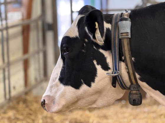 A cow wearing a recorder and monitor to analyze its vocal patterns. (Dalhousie University / The Canadian Press)