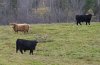 Cattle graze in a field in Saint-Benoit-Labre, Que., Wednesday, Oct. 23, 2024. THE CANADIAN PRESS/Jacques Boissinot
