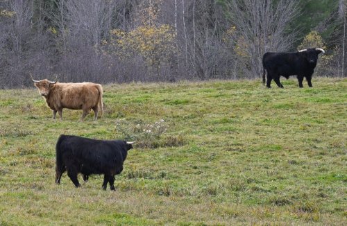 Cattle graze in a field in Saint-Benoit-Labre, Que., Wednesday, Oct. 23, 2024. THE CANADIAN PRESS/Jacques Boissinot