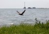 FILE - A pelican flies over new marsh grass in front of a state-initiated dredging project near East Grand Terre Island, where the Gulf of Mexico meets Barataria Bay along the Louisiana coast, Aug. 10, 2010. (AP Photo/Gerald Herbert, File)
