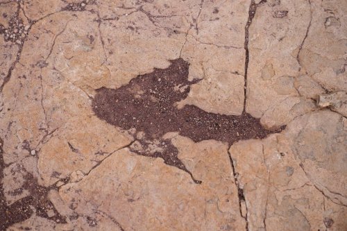 A petrified footprint by a dinosaur is visible in Carreras Pampa in Toro Toro National Park, north of Potosi, Bolivia, Saturday, Dec. 6, 2025. (AP Photo/Juan Karita)