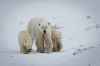 Dave Sandford / Discover Churchill

A wild polar bear outside Churchill
has adopted a cub that isn’t her own. 
Polar Bears International captured her on camera with her own cub and the adopted cub.