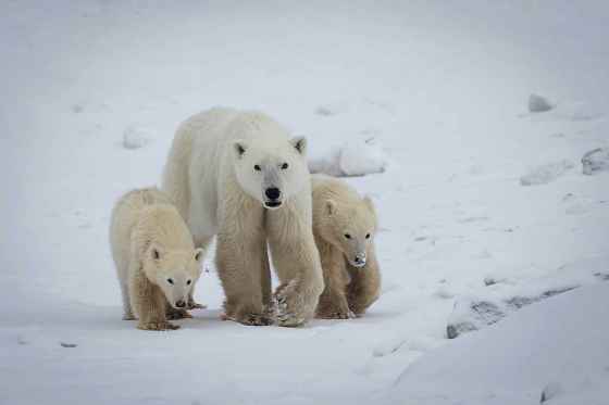 A wild polar bear outside Churchill has adopted a cub that isn’t her own. Polar Bears International captured her on camera with her own cub and the adopted cub. (Dave Sandford / Discover Churchill)