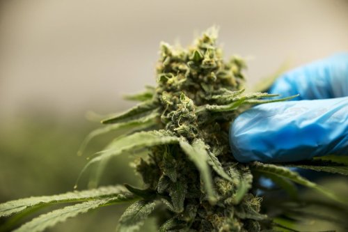 Cannabis plants grow inside of Thrive Cannabis' production facility in Simcoe, Ontario Tuesday, April 13, 2021. THE CANADIAN PRESS/Tara Walton