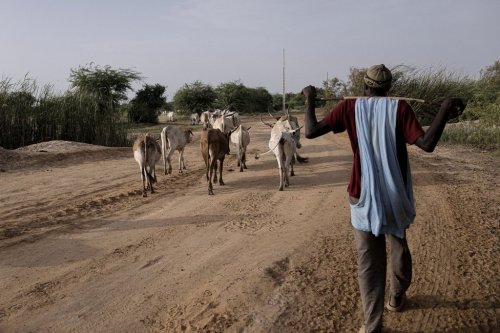 A herder grazes his herd of bovines near Savoigne, Saint-Louis region, Senegal, Oct. 11, 2025. (AP Photo/Andrea Ferro)