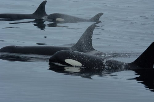 A pod of northern resident killer whales travelling together is shown in this undated handout photo. THE CANADIAN PRESS/Handout - University of British Columbia (A.Trites), Dalhousie University (S. Fortune), Hakai Institute (K. Holmes), Leibniz Institute for Zoo and Wildlife Research (X. Cheng) (Mandatory Credit)
