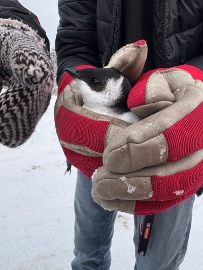 Devin Roberts is shown holding a dovekie found next to an arena in Triton, N.L., in a Dec. 28, 2025, handout photo. The bird was later released safely into the ocean. THE CANADIAN PRESS/Handout — Danielle Thomas (Mandatory Credit)