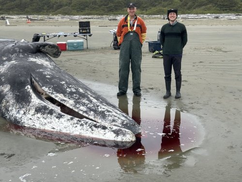 Veterinary pathologist Stephen Raverty, left, and Brendan Cottrell, regional stranding coordinator for the Fisheries Department Canada, pose in this handout photo as they set up for the post-mortem examination of a grey whale in early October 2025. THE CANADIAN PRESS/Handout — DFO (Mandatory Credit)