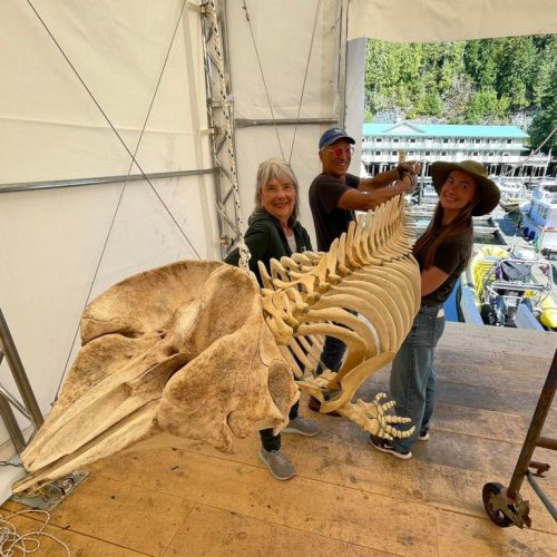 This handout photo shows volunteers Brenda deRoos, left to right, and Bob deRoos helping Tyra Bain (Manager of the Whale Interpretive Centre) raise a pygmy sperm whale skeleton, in Telegraph Cove, B.C. THE CANADIAN PRESS/Handout - Whale Interpretive Centre (Mandatory Credit)
