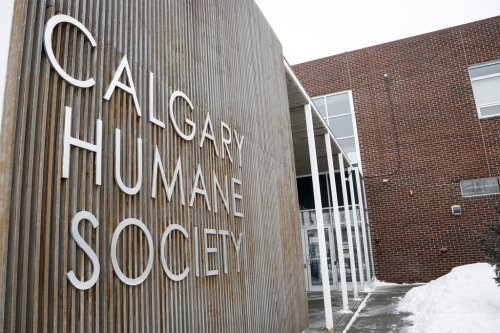 The Calgary Humane Society and the Calgary Police Service jointly investigated multiple alleged incidents of animal abuse involving a dog owner, leading to charges against a 41-year-old man due in court in January. THE CANADIAN PRESS/Jeff McIntosh