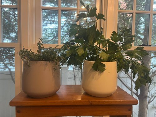 This Jan. 5, 2025, image provided by Jessica Damiano shows thyme and parsley in pots beside a windowsill on Long Island, N.Y. (Jessica Damiano via AP)
