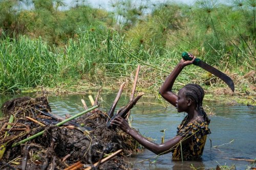 Yar Mabior Ajith, from the Akuak community, cuts vegetation in order to expand the ground of the island where her home is located, in the swamps along the Nile River in Akuak, South Sudan, Nov. 8, 2025. (AP Photo/Florence Miettaux)