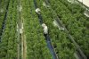 Staff work in a marijuana grow room that can be viewed by at the new visitors centre at Canopy Growths Tweed facility in Smiths Falls, Ont., on Aug. 23, 2018. THE CANADIAN PRESS/Sean Kilpatrick