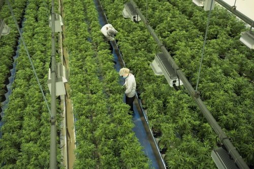 Staff work in a marijuana grow room that can be viewed by at the new visitors centre at Canopy Growths Tweed facility in Smiths Falls, Ont., on Aug. 23, 2018. THE CANADIAN PRESS/Sean Kilpatrick