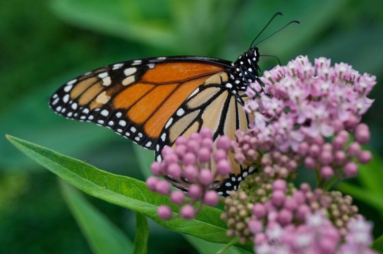 A monarch butterfly feeding on milkweed (Erin Hooley / The Associated Press files)