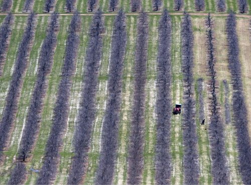 Workers prune fruit trees in Pereaux, N.S., on Friday, April 22, 2016. THE CANADIAN PRESS/Andrew Vaughan