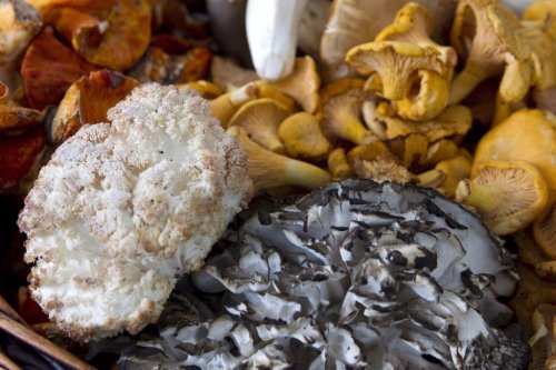 A selection of mushrooms for sale at the 'Forbes Wild Foods' stall in Toronto's Trinity Bellwoods Park Farmers' Market on Tuesday, Sept. 4, 2012. THE CANADIAN PRESS/Chris Young