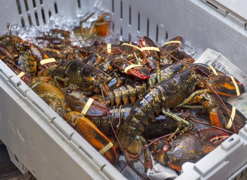 A crate of lobsters in Halifax on Friday, Oct. 16, 2020. THE CANADIAN PRESS /Andrew Vaughan