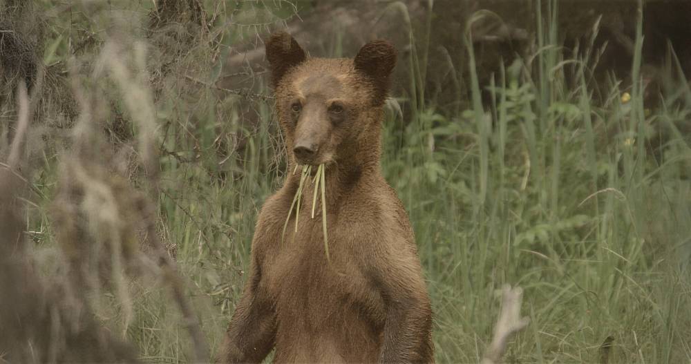APTN
                                Jesse Bochner&rsquo;s Animal Nation is a Canada-centric take on the nature-documentary genre and its exciting, poignant dramas.