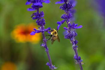 A bumblebee delicately climbs from one purple salvia flower to another at a unban flower garden in Souris, Manitoba while searching for pollen in early August.