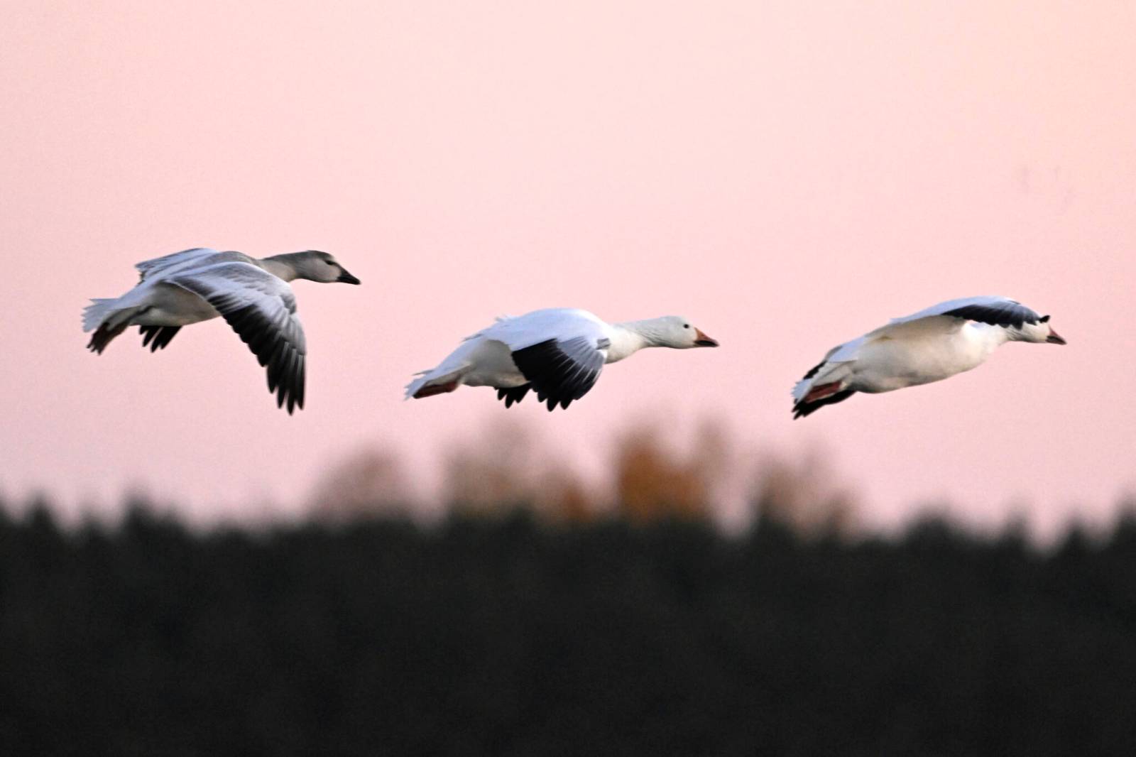 Biodiversity monitoring sapped – Winnipeg Free Press