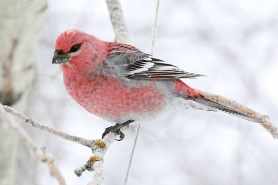The rules aim to protect birds by ensuring certain windows break up reflection, which helps birds recognize window glass as a solid object. (Supplied)