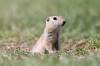 Tim Smith / The Brandon Sun
                                A ground squirrel peers out of a burrow. Winnipeg&rsquo;s ground squirrels are the target of a new city plan for population control.