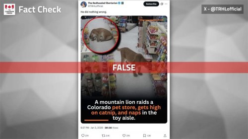 Social media posts claimed a mountain lion raided a Colorado Springs, Colo., pet store for catnip and included an image supposedly captured by the store's security camera, seen in a post on X in this handout image. The store's layout is nearly identical to that of an Edmonton convenience store, where no lion encounter took place. THE CANADIAN PRESS/Handout - X, @TRHLofficial (Mandatory Credit)