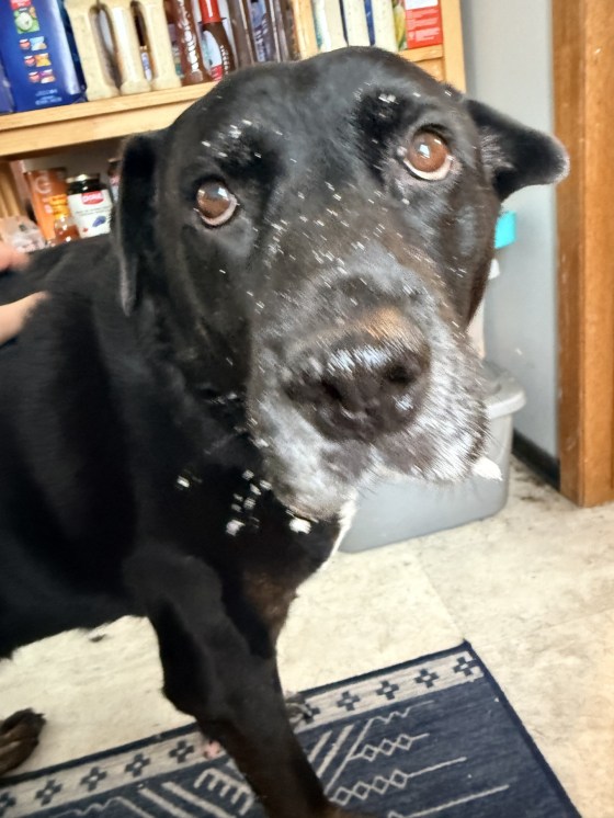 Bodie loves the snow. (Supplied)