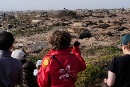 People watch as elephant seals rest on a beach at Año Nuevo State Park, Friday, Jan. 16, 2026, in Pescadero, Calif. (AP Photo/Godofredo A. Vásquez)